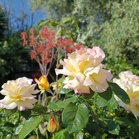 Villa Lou Pantaï Villeneuve-Loubet